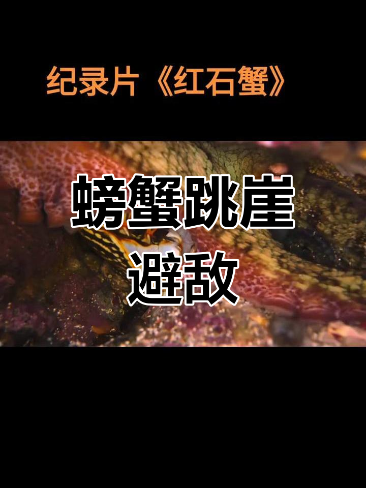 红石蟹与章鱼的退潮大战:跳跃捕食还是被伏击?