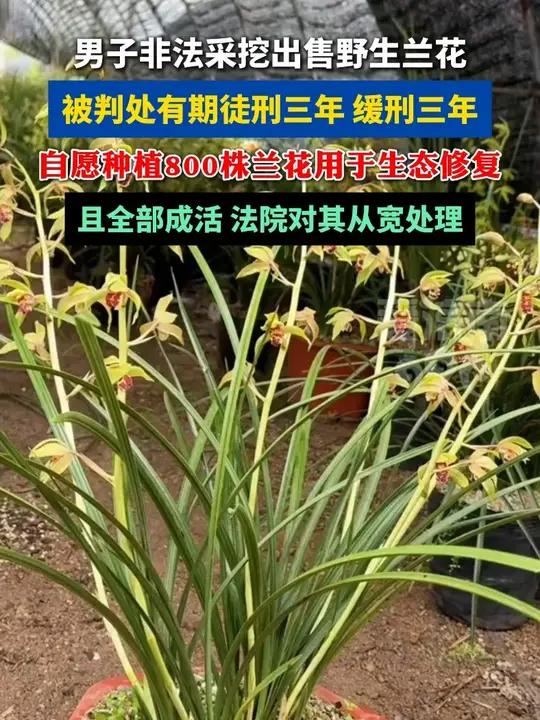 贵州男子非法采挖出售野生兰花被判缓刑,自费种植800株兰花修复生态且全部成活,获从宽处理#