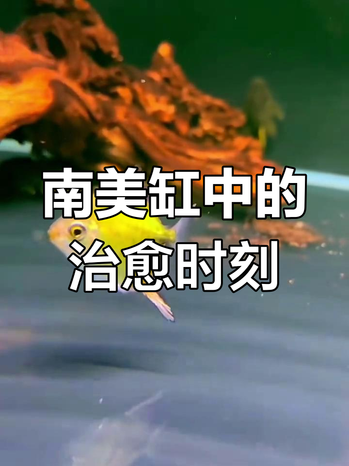 翡翠绿银版鱼与南美缸的和谐共生