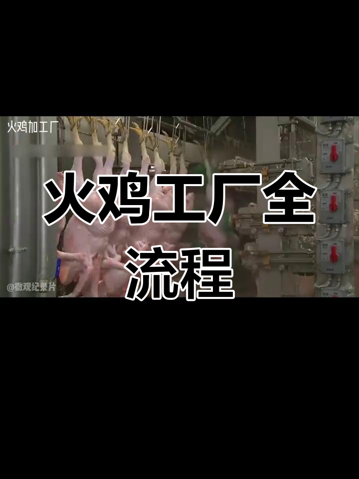 美国最大火鸡养殖厂揭秘:从孵化到宰杀全过程