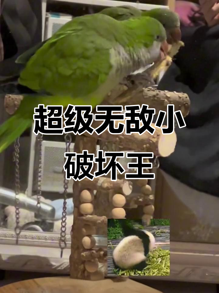 当当破坏力惊人,半年玩具全被咬坏
