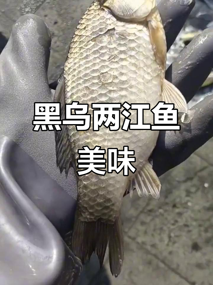 黑龙江乌苏里江野生鱼大揭秘,百种鱼类任你挑