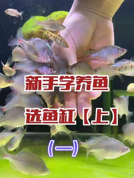 从0开始学养鱼「第一节」鱼缸款式的选择!你是否曾经入过热弯缸,新手快乐缸和圆缸的坑?