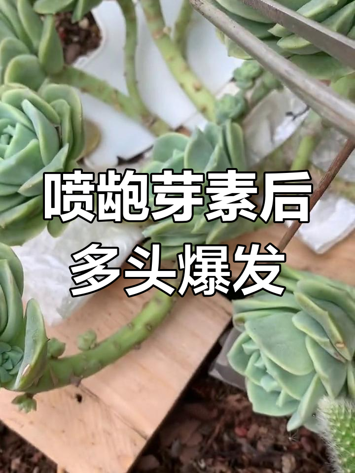 多肉植物茎干爆仔,效果惊人!