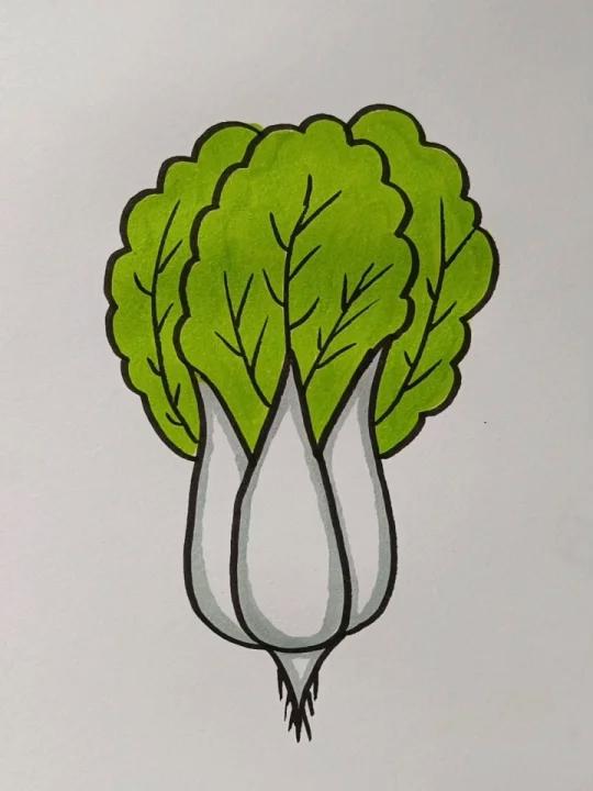 用字母W画小白菜