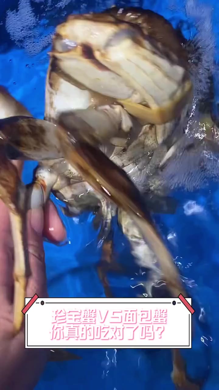 珍宝蟹VS面包蟹,你真的吃对了吗?