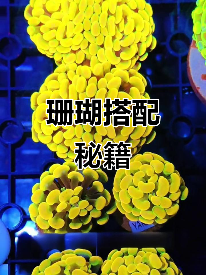 2025年珊瑚搭配指南,解决状态造景养护难题