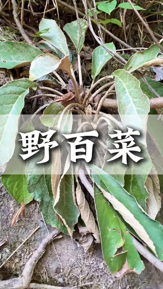 长在石壁里的野白菜也是一种青草