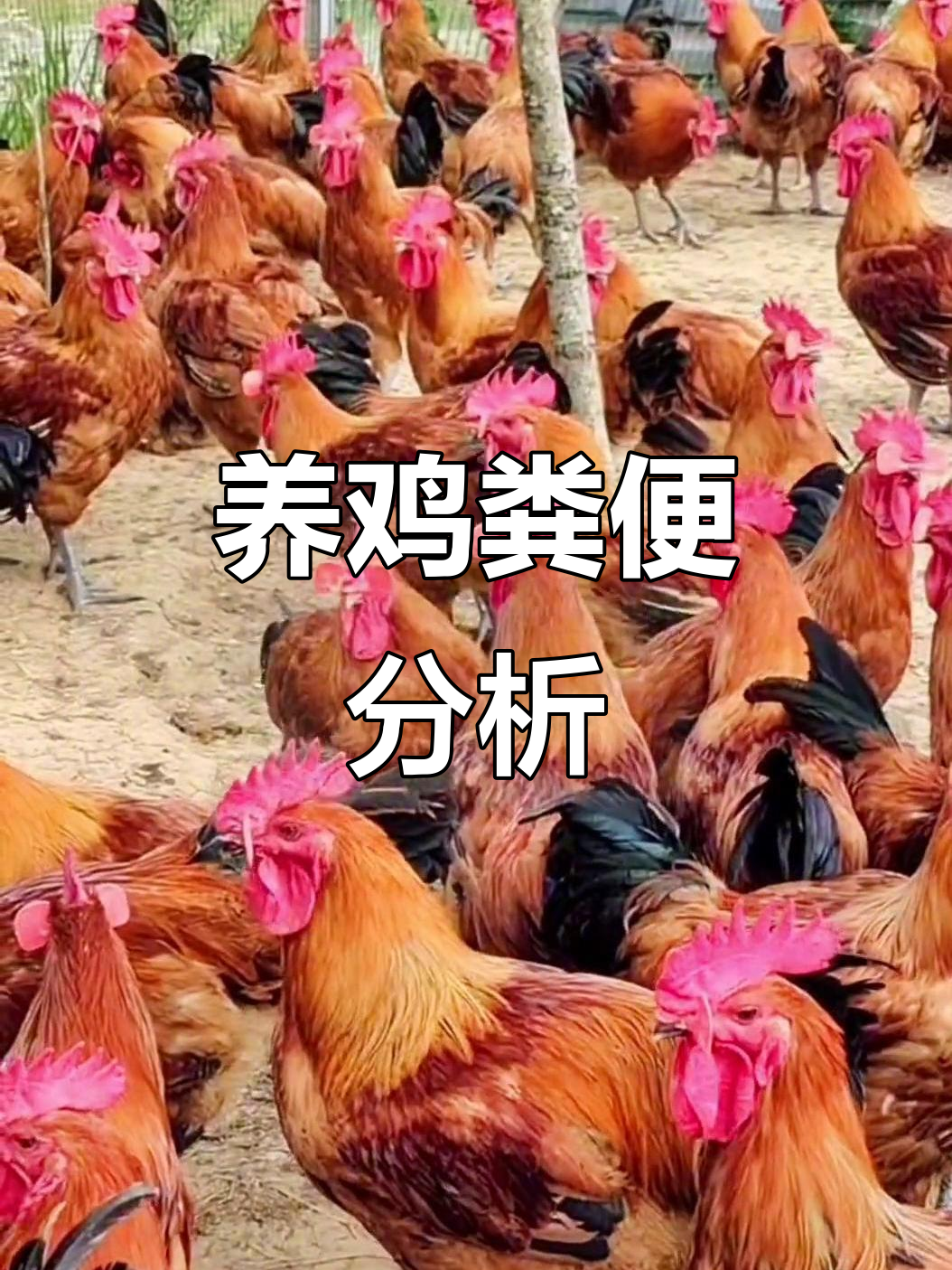 粪便颜色变化揭示健康隐患，养鸡人必看！