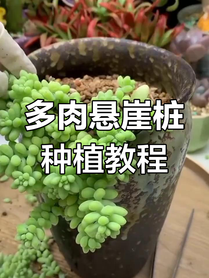 玉坠锦悬崖桩种植技巧,打造独特多肉造型