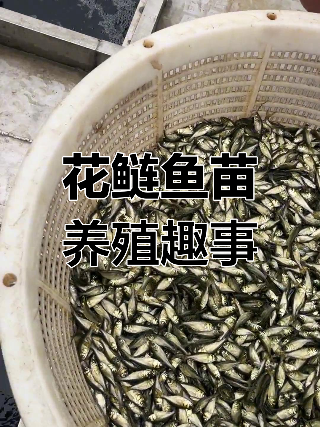 花鲢鱼苗养殖日记:从逃跑到成功捕捉,三到五厘米新口揭秘