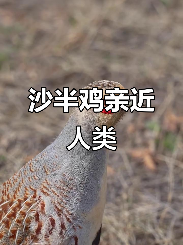 沙半鸡不怕人,竟然想和我做朋友!