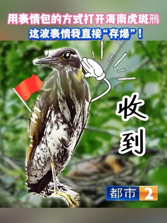 用表情包的方式打开海南虎斑鳽,这波表情我直接“存爆”!海南虎斑鳽将在武宁孵化 海南虎斑鳽