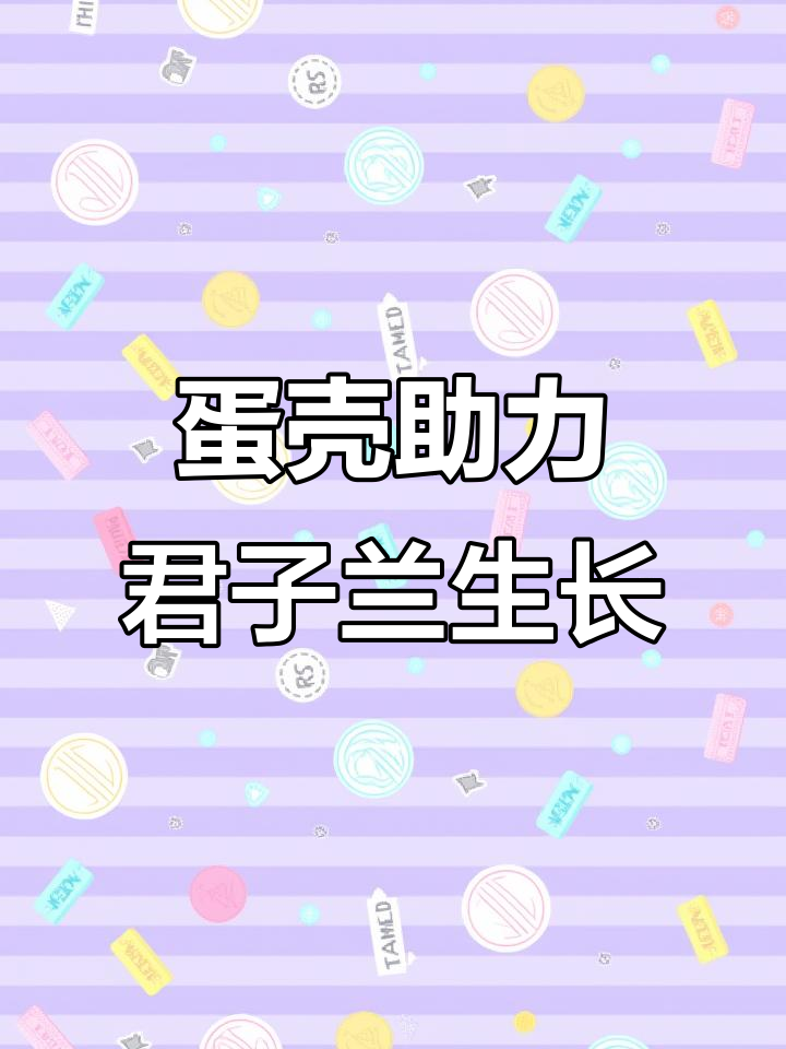 君子兰加点鸡蛋壳,根壮花多效果好