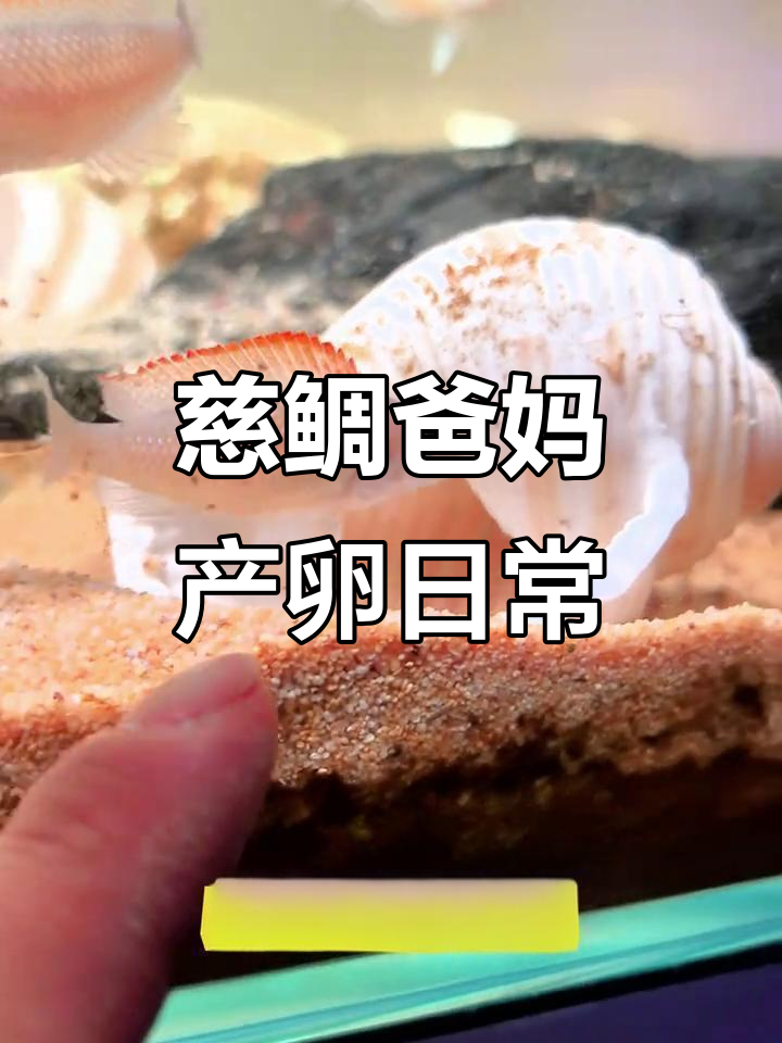 黄帆天堂鸟的繁殖行为:公母鱼如何守护卵巢
