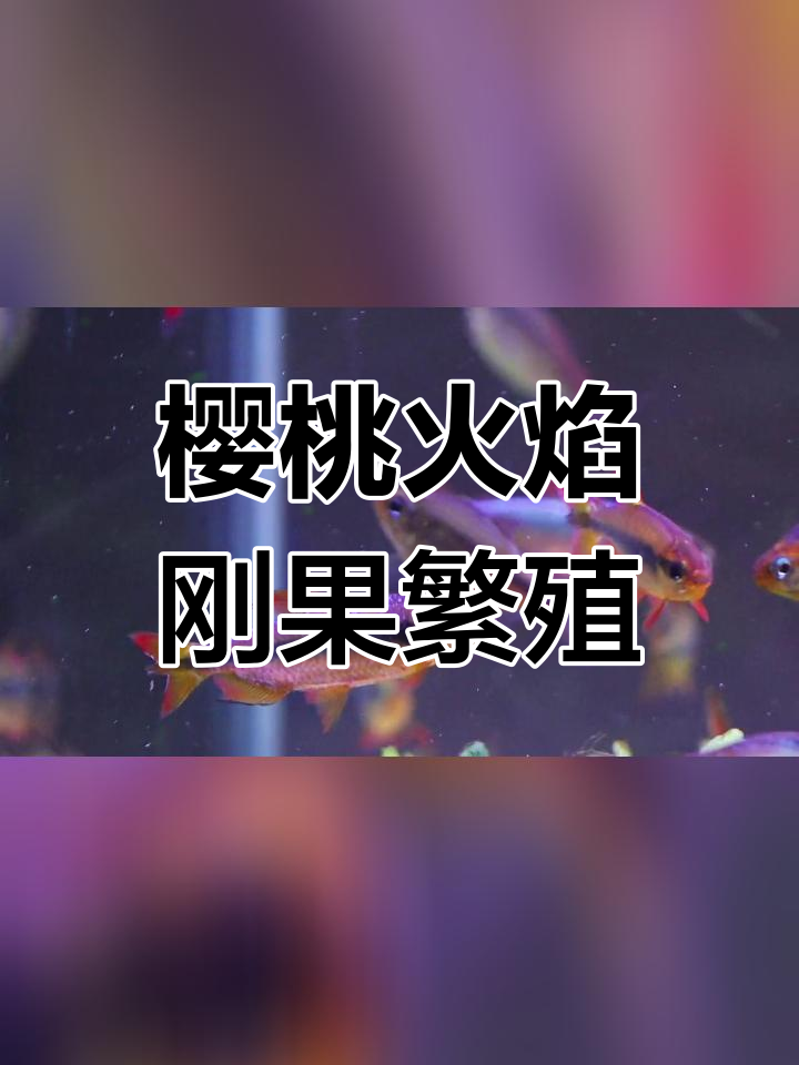 樱桃火焰刚果公母区分揭秘,交配行为曝光