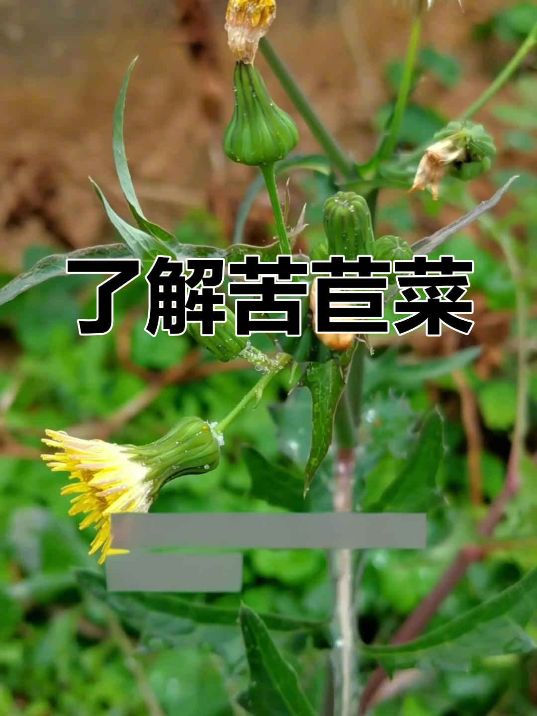 苦苣菜的多种称呼与价值