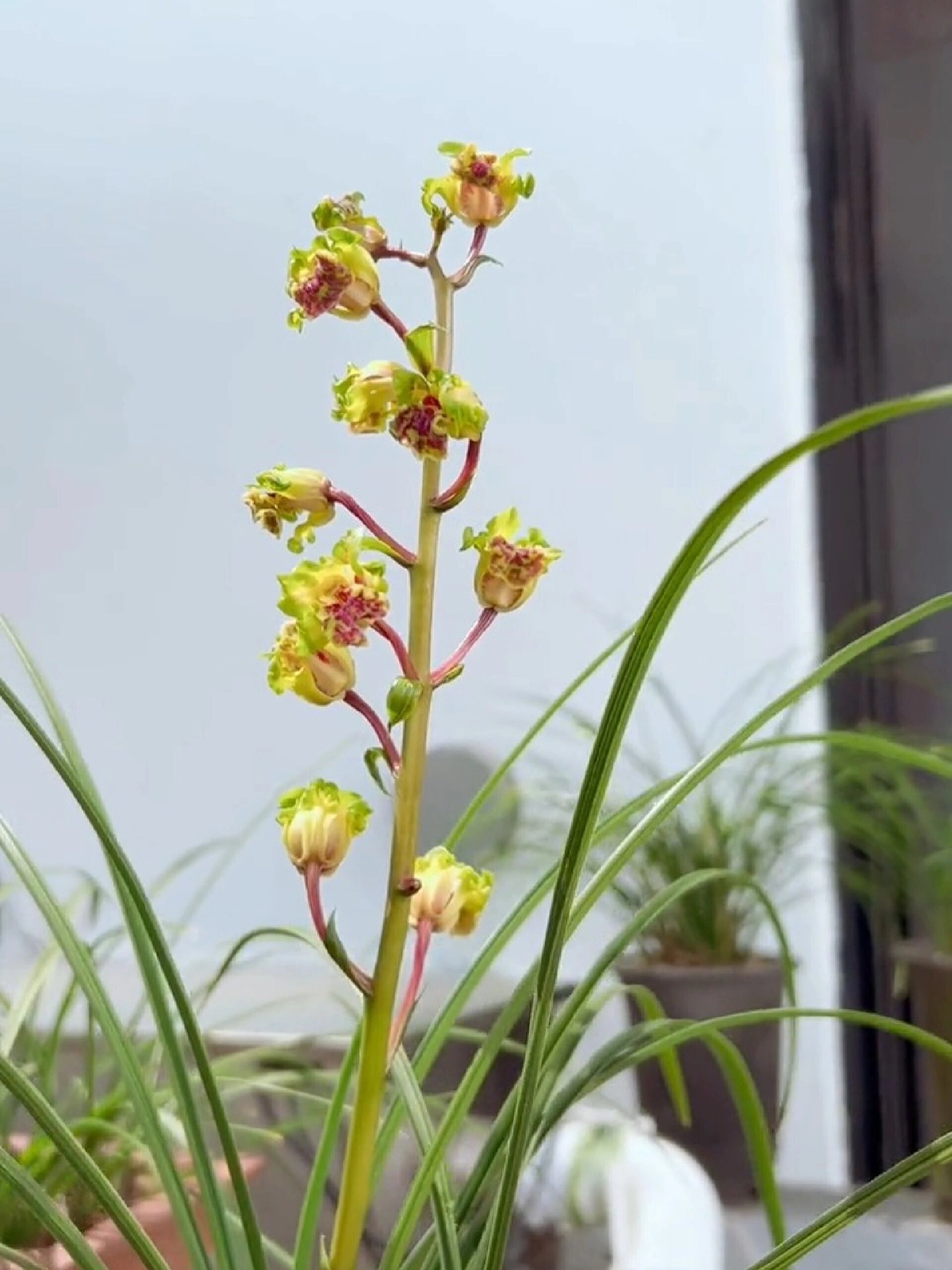 这样的大白菜爱不爱?——兰花