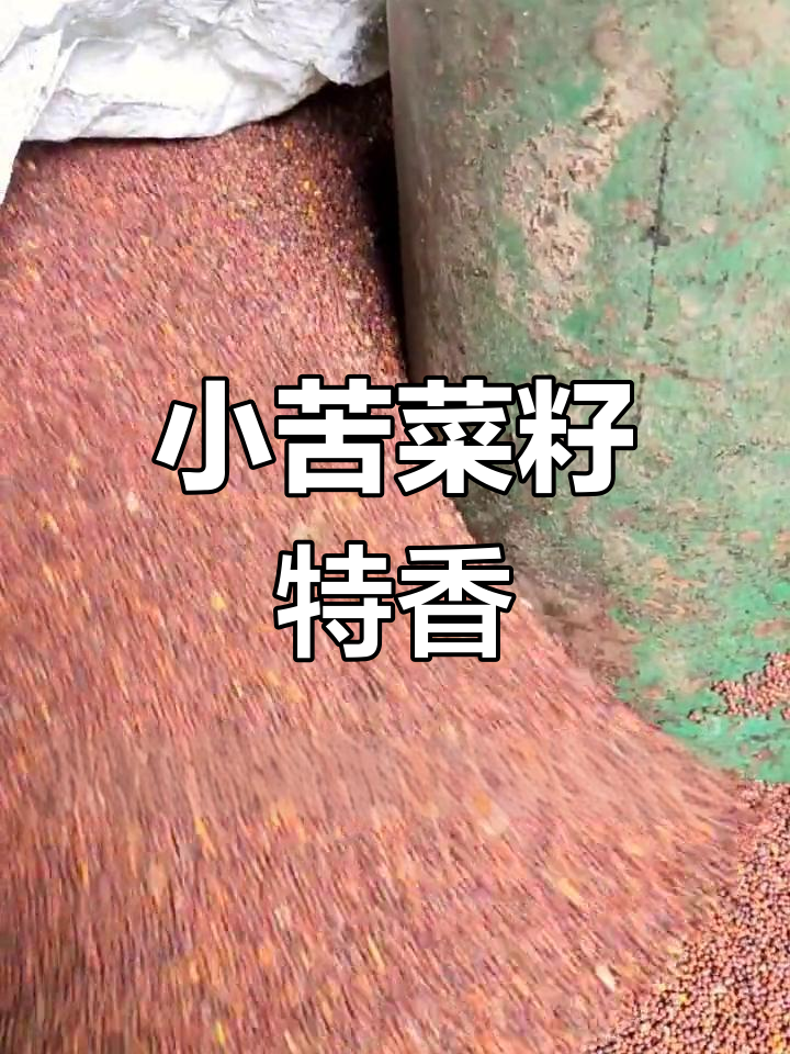 贵州特产小苦菜籽,香气扑鼻的油品