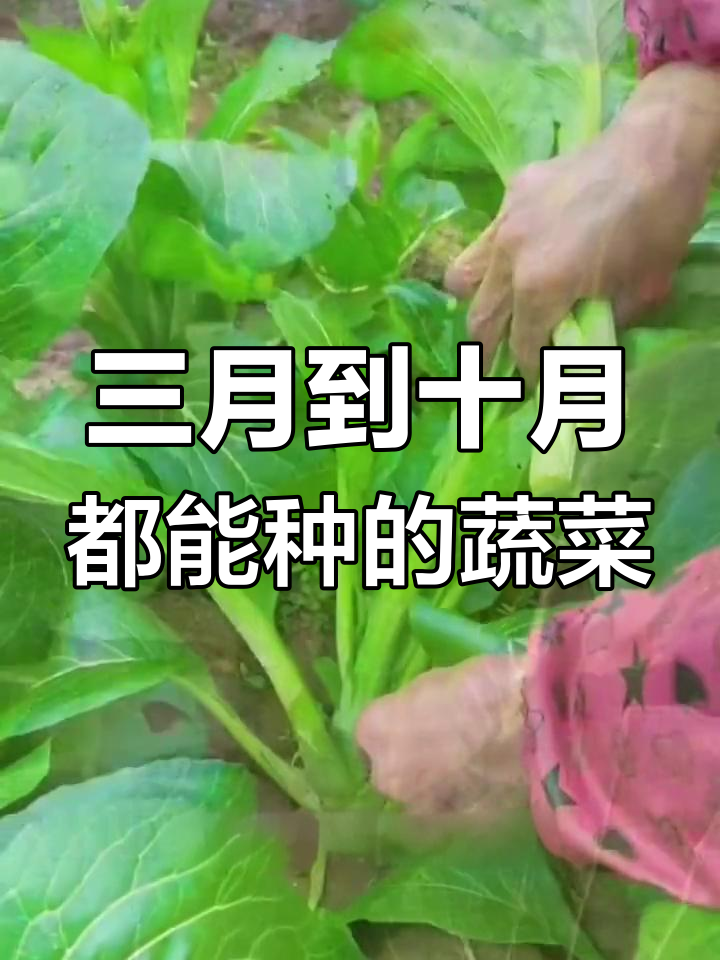 广东菜心:耐寒又耐热,简单种植收获快