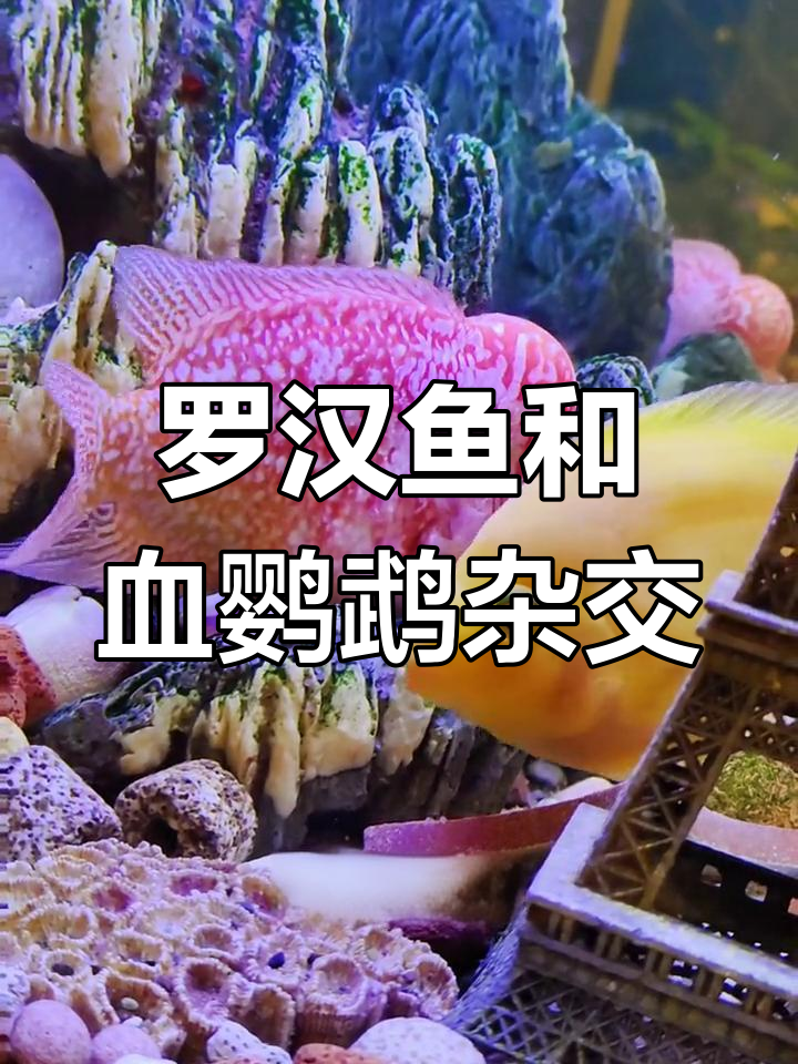 鹦鹉鱼与罗汉鱼的意外繁殖,颜色鲜艳的惊喜