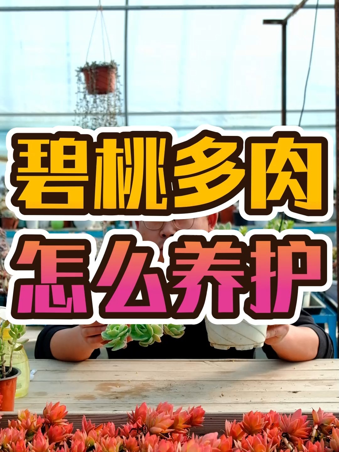 碧桃多肉怎么养护?