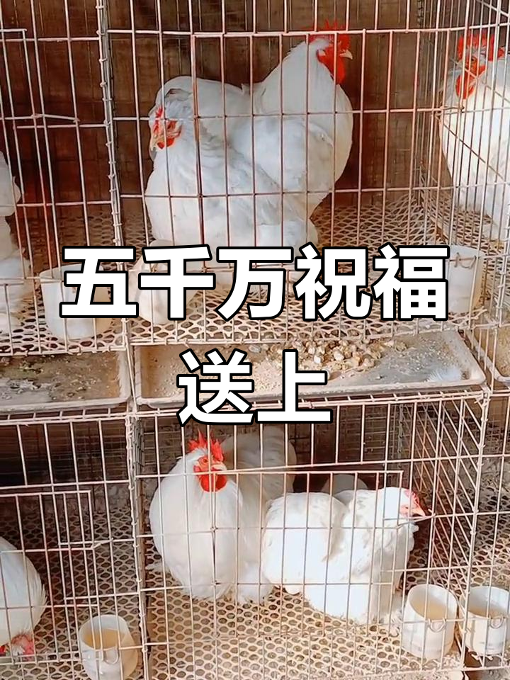 白色科钦球种鸡,幸福安康送给你