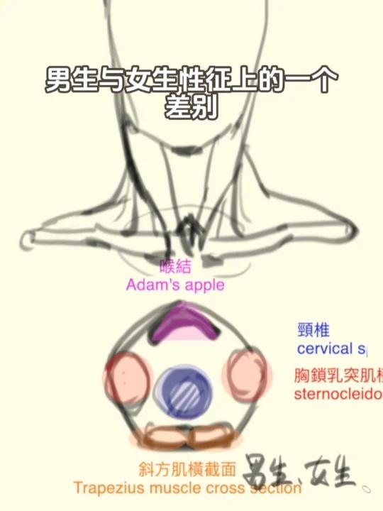 脖子结构:颈部肌肉与喉结的关键特征!