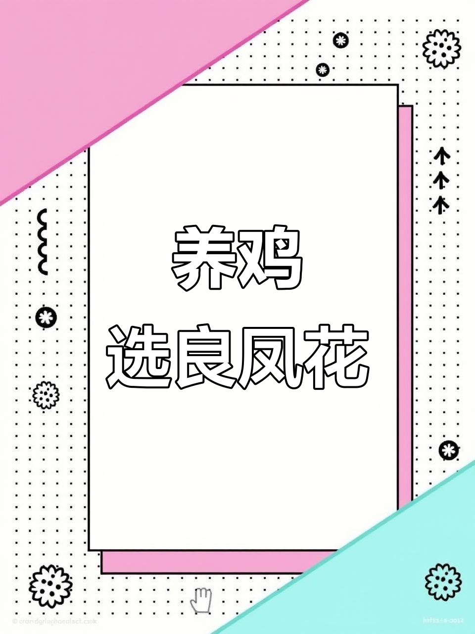 散养土鸡，良凤花长得快！