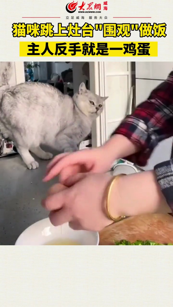 猫:是人么?什么都不说,上来一鸡蛋 小猫咪能有什么坏心眼 我真的会谢