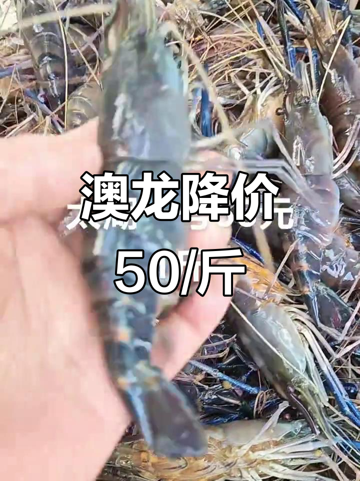 淡水澳龙价格暴跌,50元一斤就能买到!