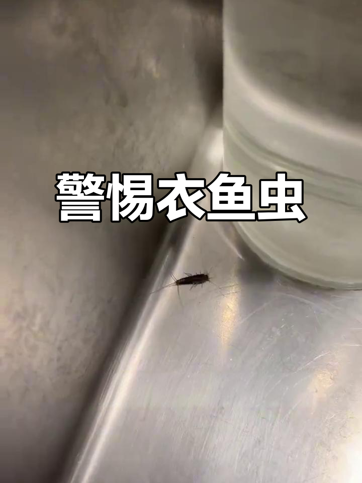 衣鱼虫虽小，危害却大！及时清除，避免皮肤过敏和耳内入侵