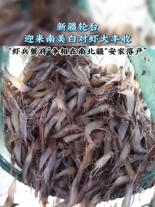 新疆轮台县南美白对虾丰收!养殖户利用5个大棚,盐碱水养虾预计产5吨。近年,螃蟹等多种水产也