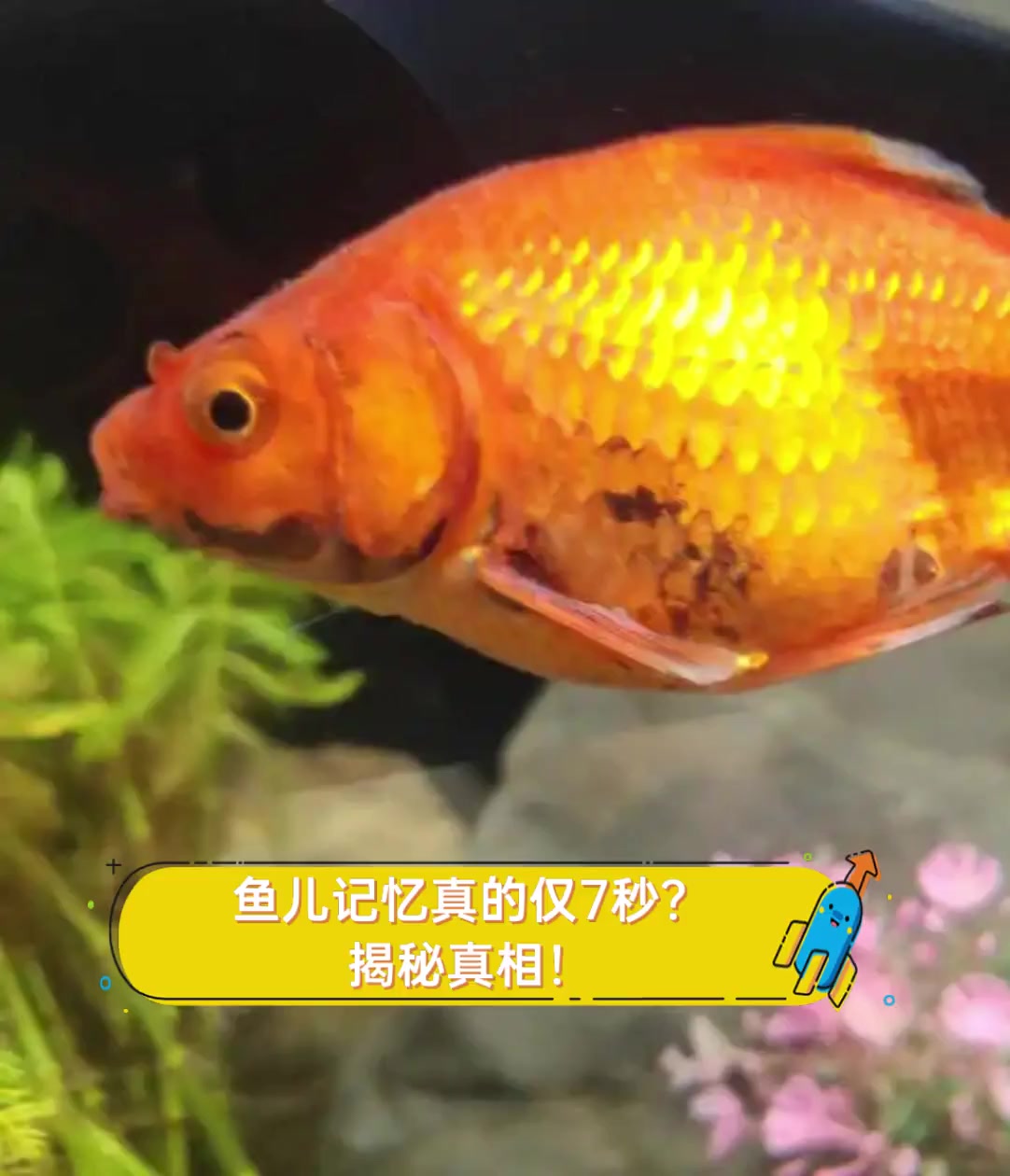 鱼儿记忆真的仅7秒?揭秘真相!