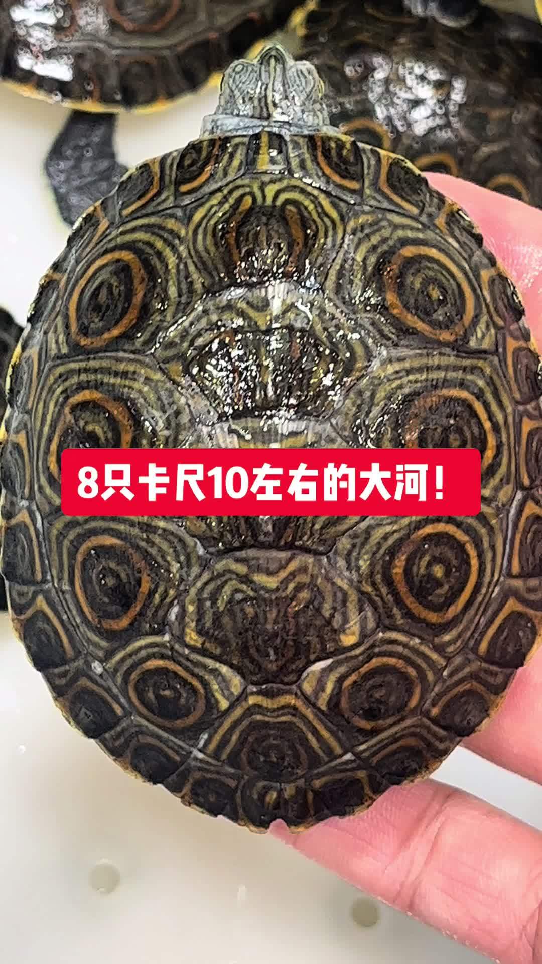 无养殖风险无运输风险 养龟日常 大河甜甜圈龟 直播热门货!大河甜甜圈龟