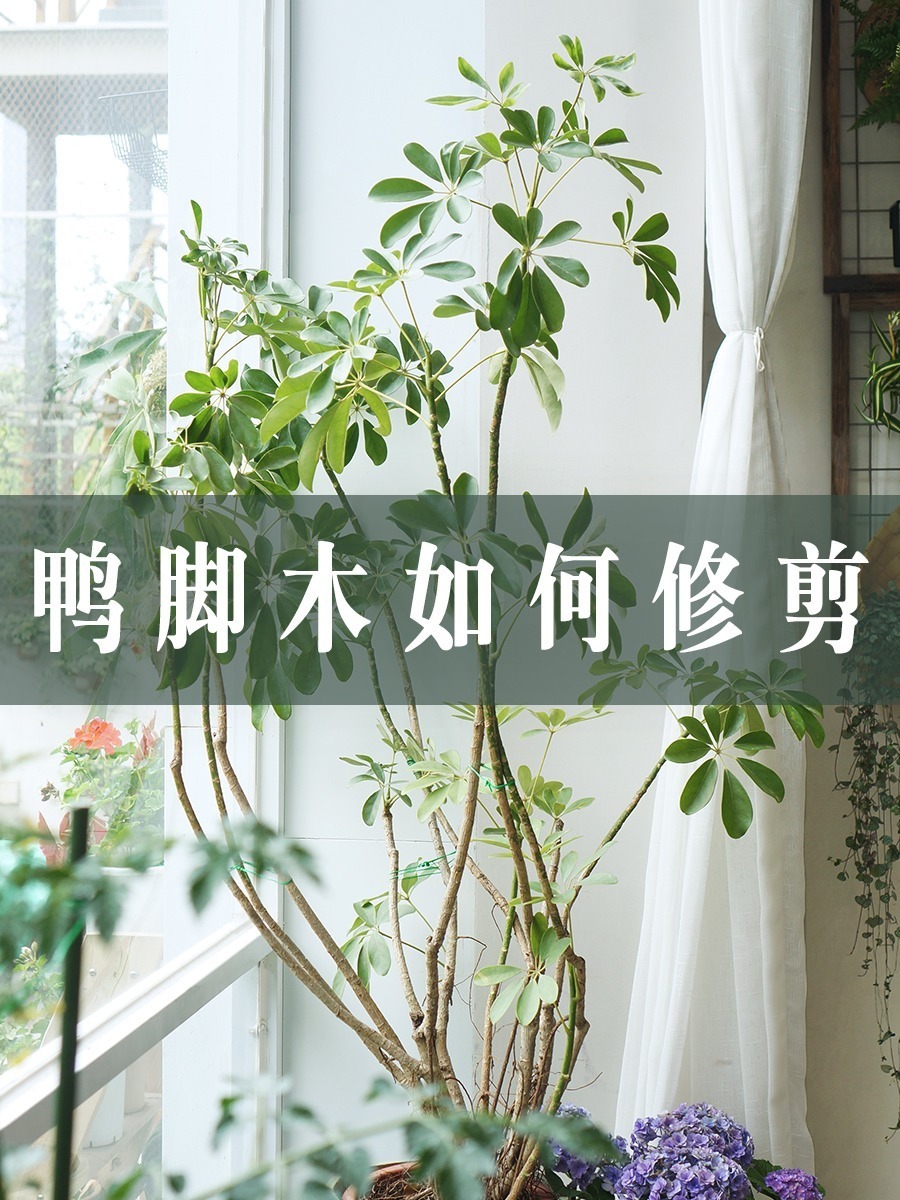 鸭脚木整形|简单的修剪让鸭脚木大变身