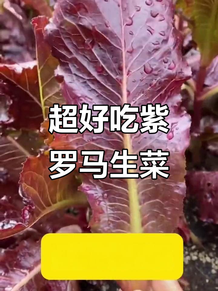 紫罗马生菜:比油麦菜更香,比小白菜更嫩,生长迅速易种植