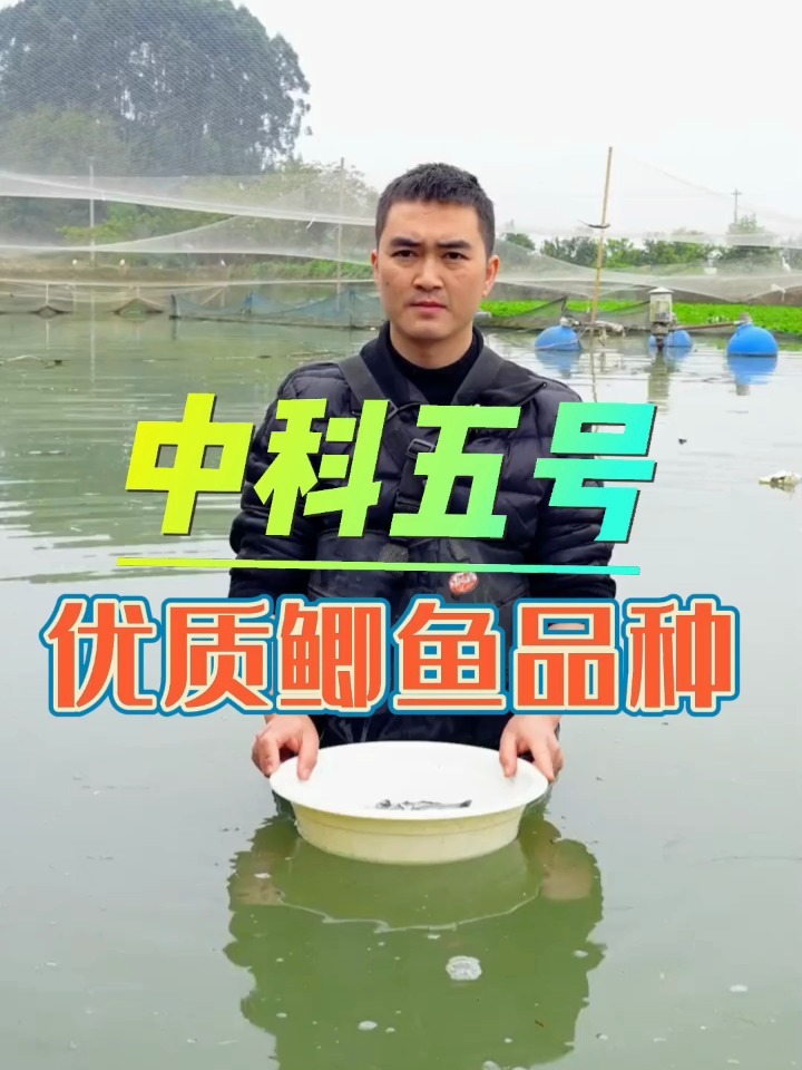 中科五号鲫鱼长势快养殖容易
