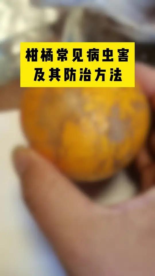 柑橘常见病虫害及其防治方法 每天分享种植农业小知识 我在网上学种地 病虫害防治 柑橘管理