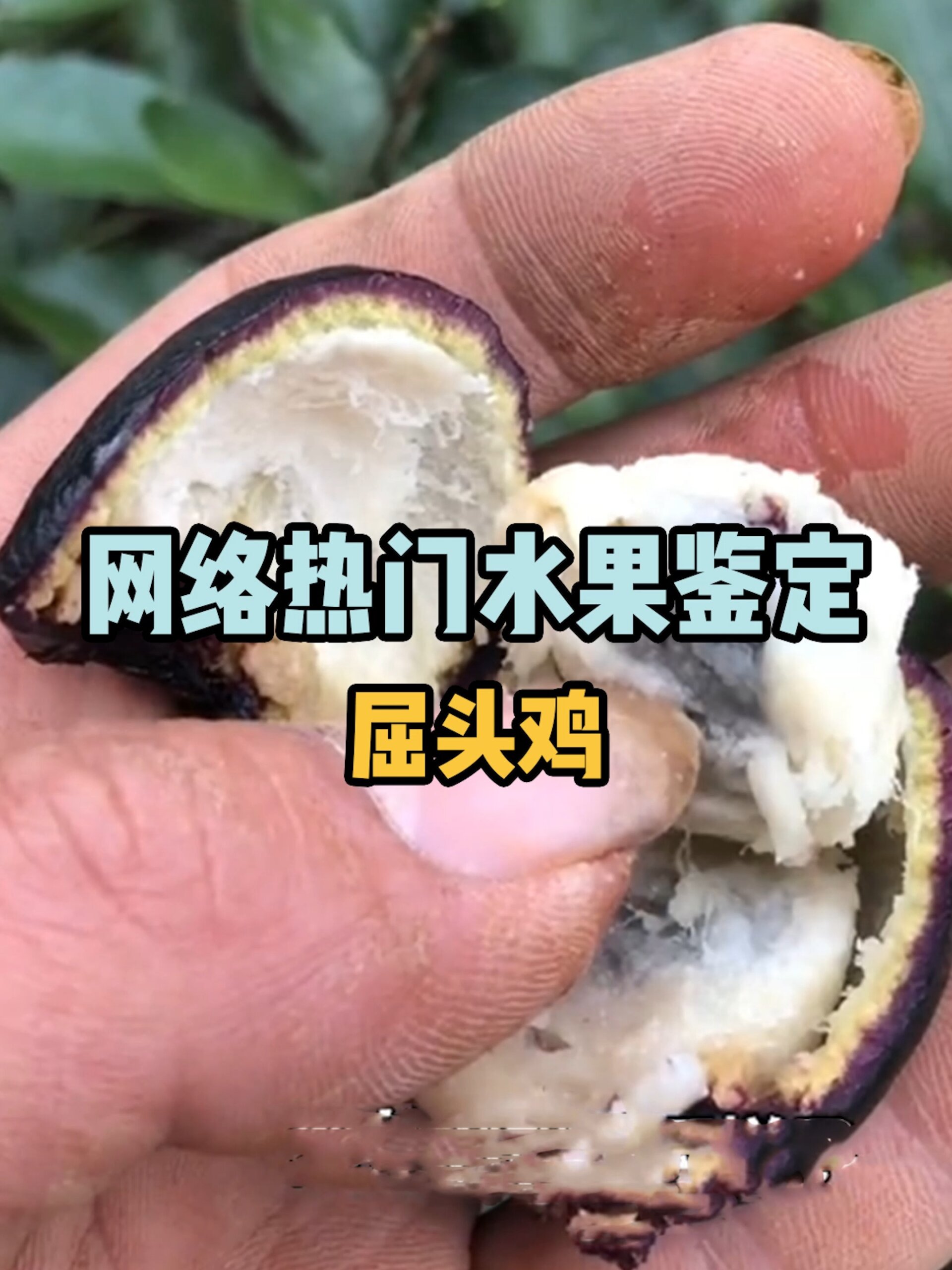 鉴定网络热门水果之屈头鸡