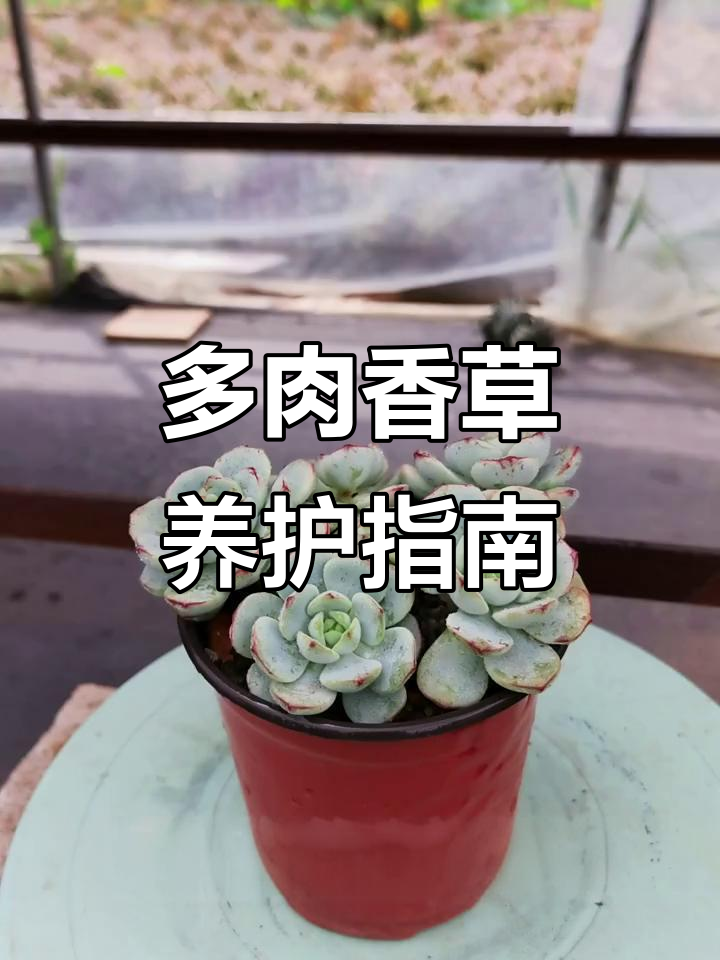 香草比斯:多肉界的美丽与耐性,养护技巧全揭秘