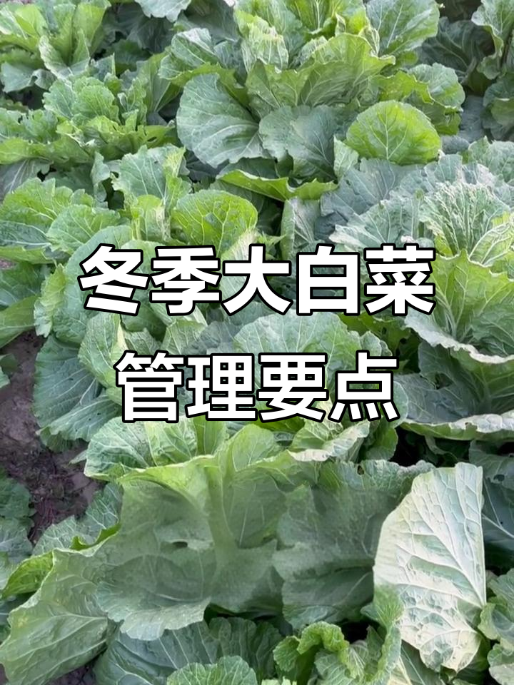 立冬前后大白菜管理技巧,如何提高产量与品质