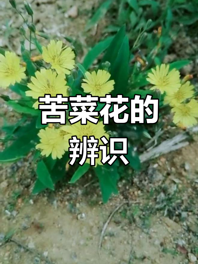 苦菜花与蒲公英的区别,你了解吗?