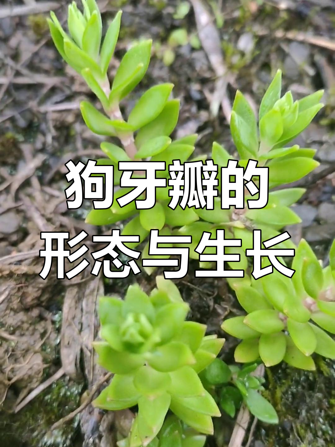 垂盆草:景天科的多肉植物