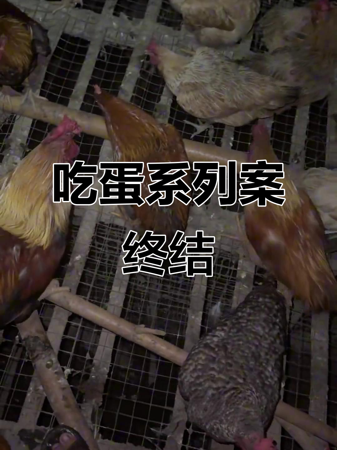 散养土鸡蛋案件告破,三黄鸡与大背头现身现场