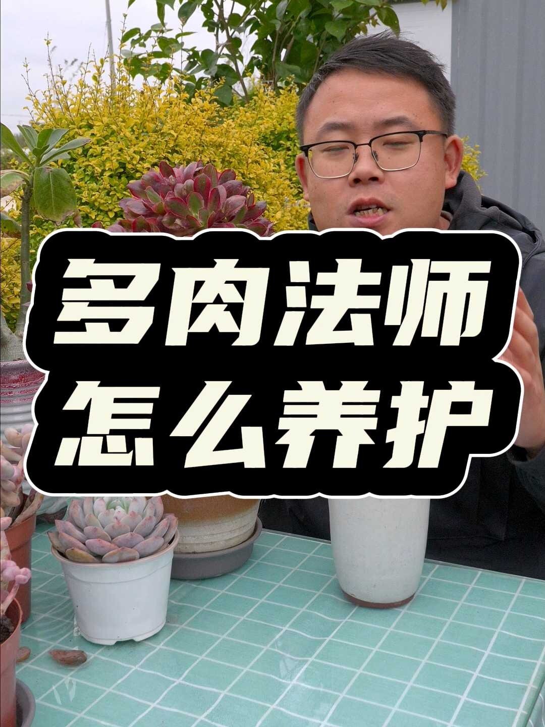多肉法师怎么养护