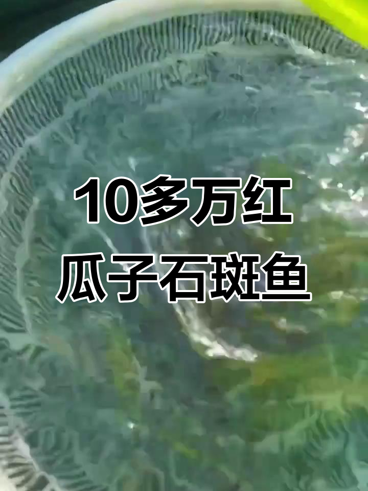 红瓜子斑与龙趸混养,十几万的投资回报如何?