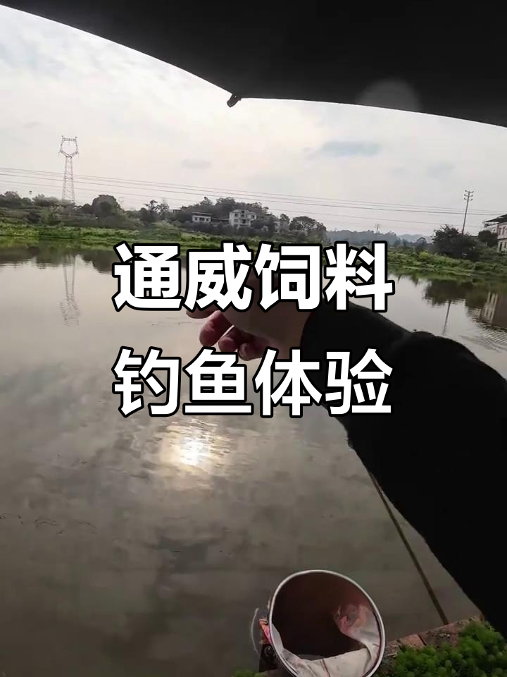 通威饲料钓鱼测试,换地方钓鲫鱼大丰收