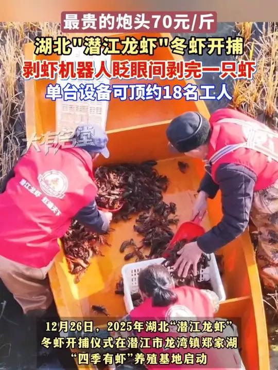 湖北“潜江龙虾”冬虾开捕，最贵的炮头70元/斤；现场剥虾机器人眨眼间剥完一只虾，单台设备可