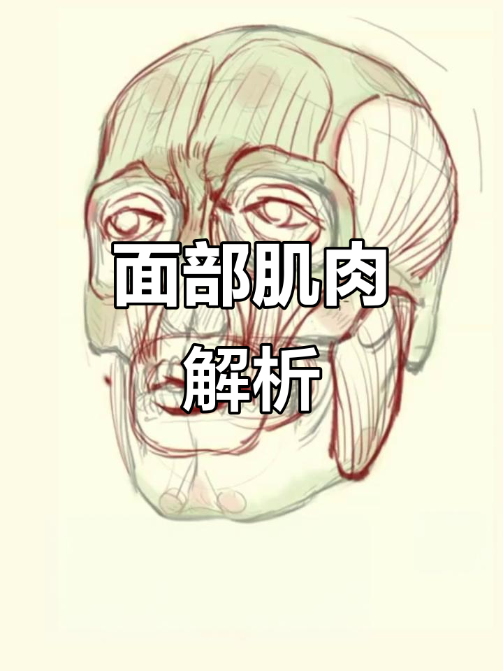 掌握面部肌肉，精准描绘表情与立体感